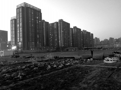 荒地上除堆放一些雜物外，還被附近居民種上了一片大白菜。