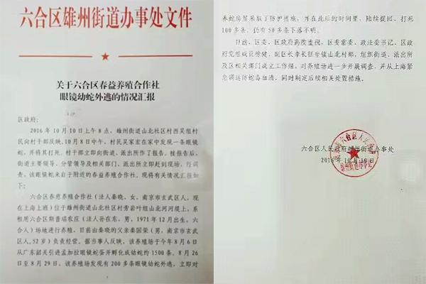 交匯點10月10日消息， 10日晚上，一則消息在南京人的朋友圈和微信群里瘋傳，網(wǎng)傳消息稱：六合雄州街道山北村一個農(nóng)莊私自養(yǎng)眼鏡蛇，幾天前突然跑出來了，估計二三百條。交匯點記者向六合區(qū)委宣傳部相關(guān)人士求證，證實了此事確實發(fā)生。