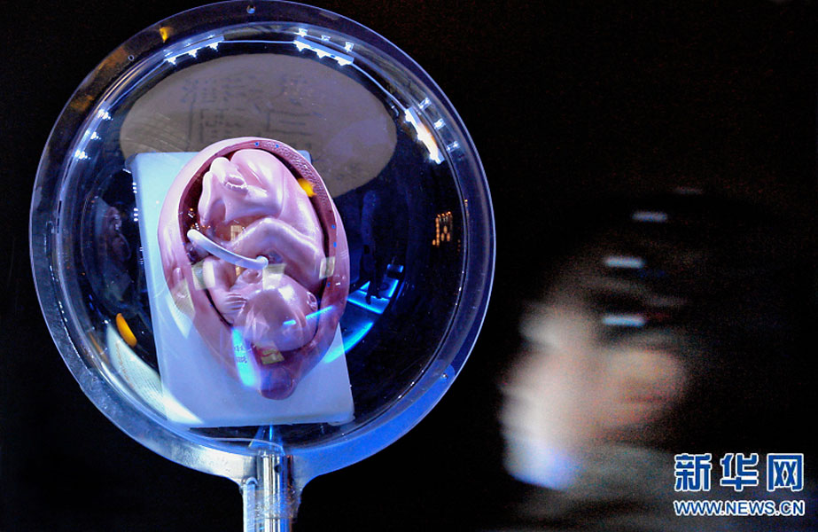 一名小學(xué)生在鄭州科技館內(nèi)參觀介紹遺傳、生育等知識的“奇幻生命之旅”展覽（2007年2月18日攝）。