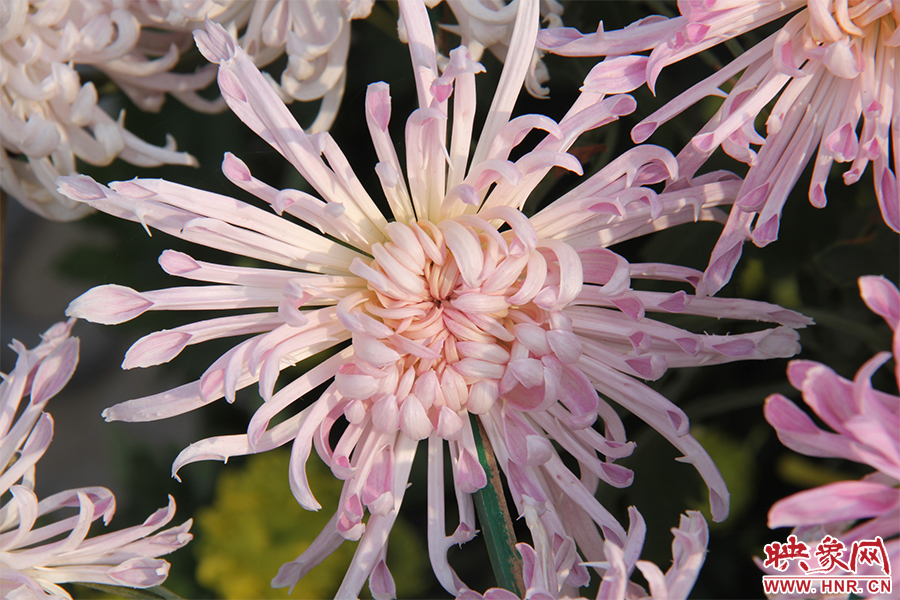 菊花綻放美麗。