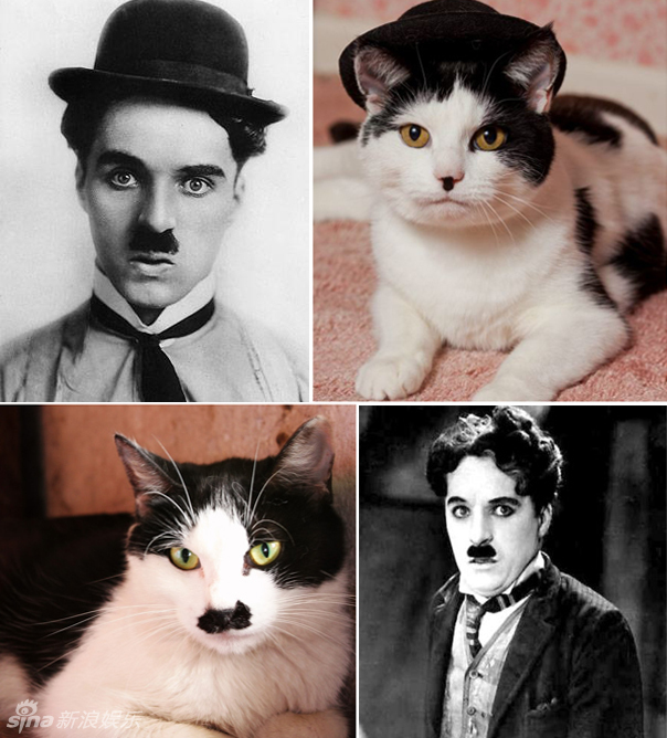 不小心就撞臉了！盤(pán)點(diǎn)動(dòng)物界的明星相