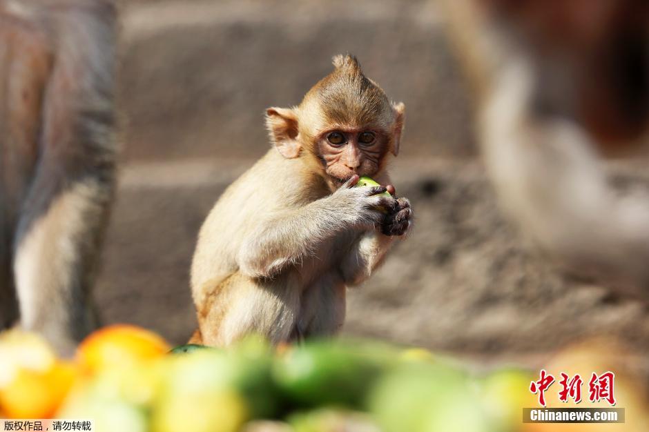 泰國慶祝猴子自助餐節(jié) 2噸美食犒賞饞嘴猴 泰國慶祝猴子自助餐節(jié) 2噸美食犒賞饞嘴猴