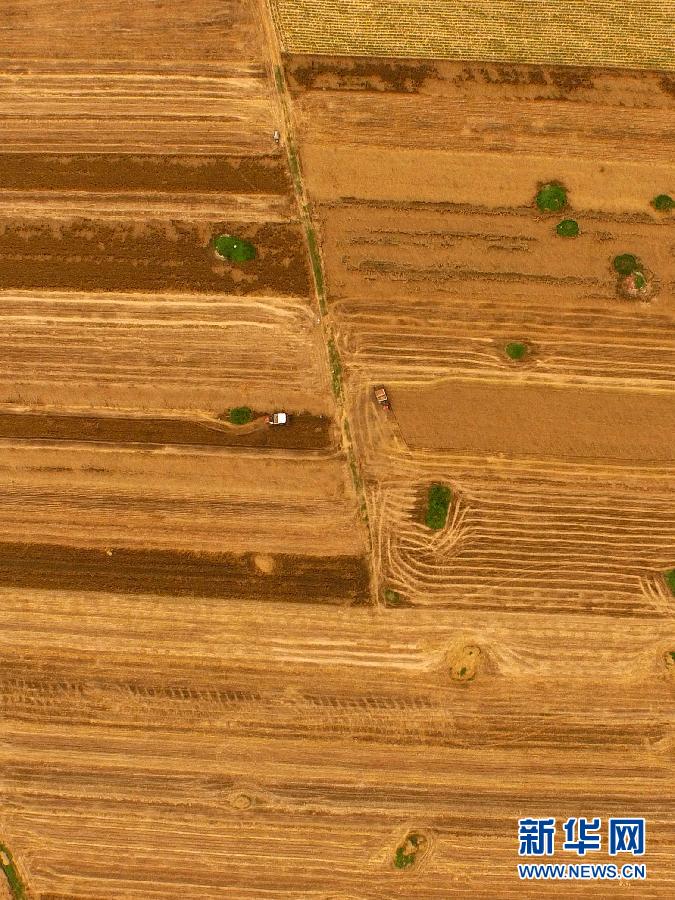 這是5月28日在河南省南陽市唐河縣甘河灣村航拍的麥?zhǔn)宅F(xiàn)場。