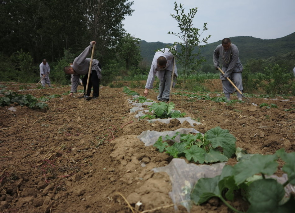 少林寺耕種的120多畝小麥?zhǔn)炝?，武僧們走進(jìn)田間，收獲黃燦燦的果實(shí)。