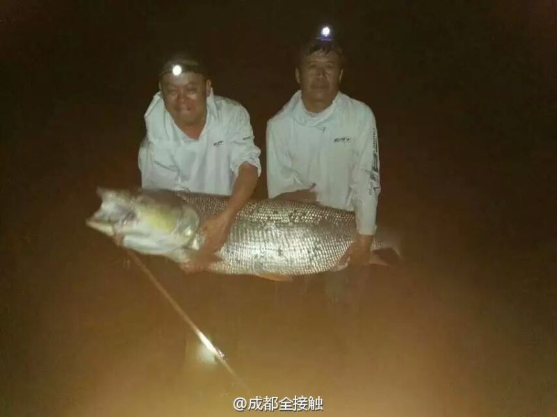 　圖為大魚需要兩個(gè)人抱起。