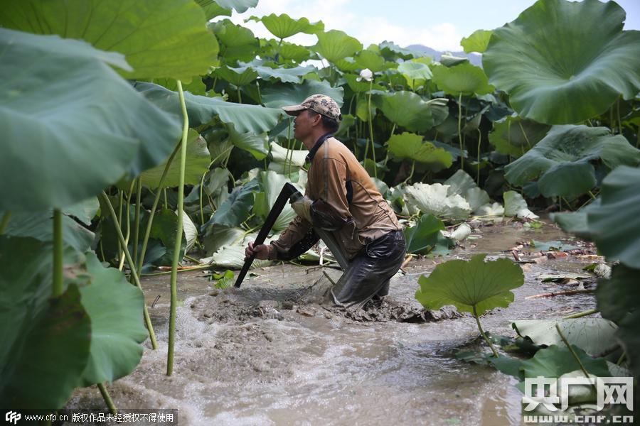 挖藕人日工作8小時(shí) 月入過萬 挖藕人日工作8小時(shí) 月入過萬