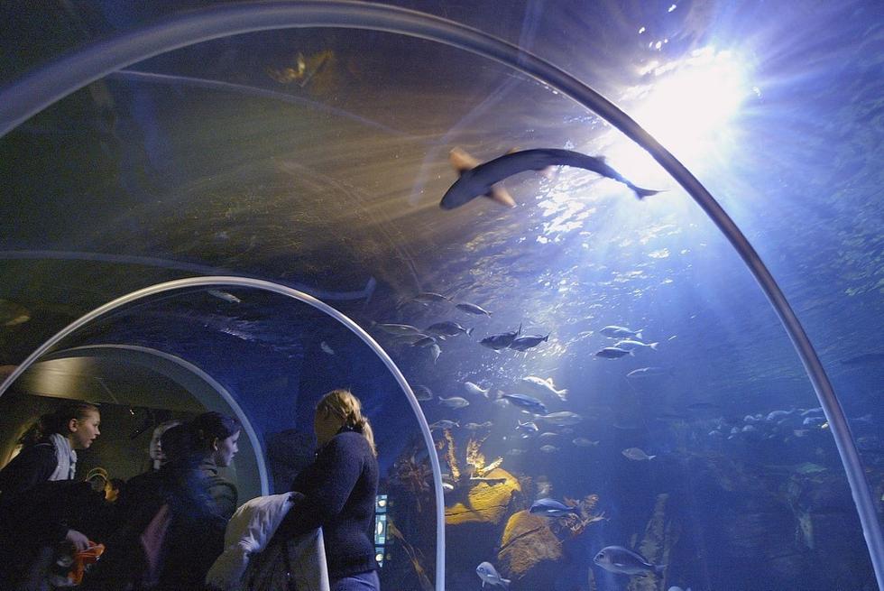 游人們穿梭在海底隧道。