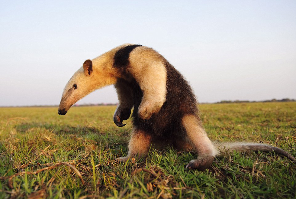 勇敢的食蟻獸。（網(wǎng)頁截圖）