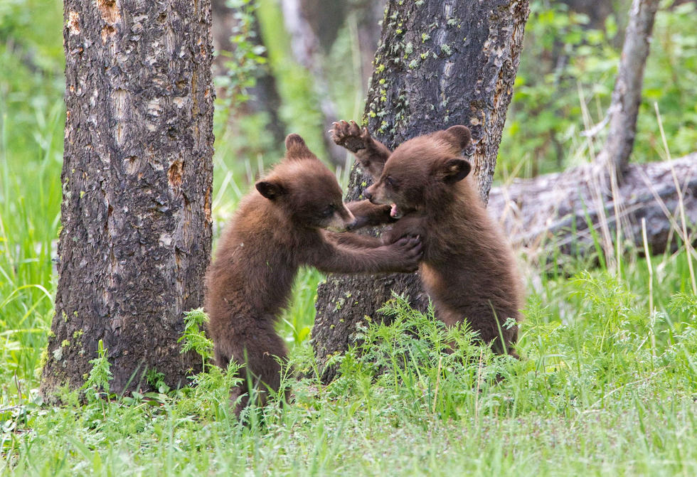 兩只萌噠噠的小熊在一顆大樹下玩躲貓貓，一會突然跳出來嚇唬對方，一會對著彼此做鬼臉，逗趣模樣讓人忍不住捧腹大笑。