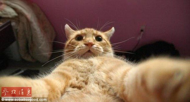 自拍貓走紅 汪星人甘當(dāng)陪襯做背景 自拍貓走紅 汪星人甘當(dāng)陪襯做背景