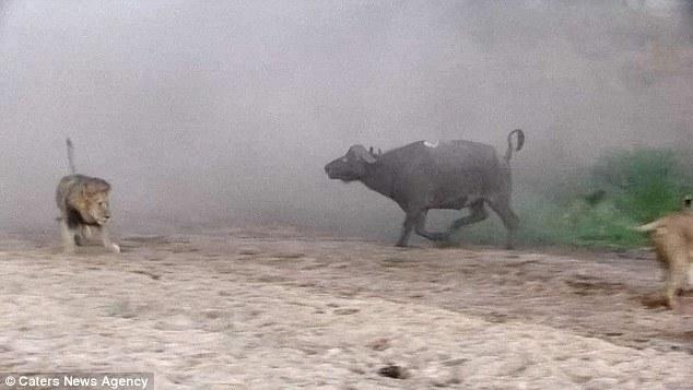 然后在獅群還在打架時(shí)悄悄地溜走了，留下一個(gè)瀟灑的背影。