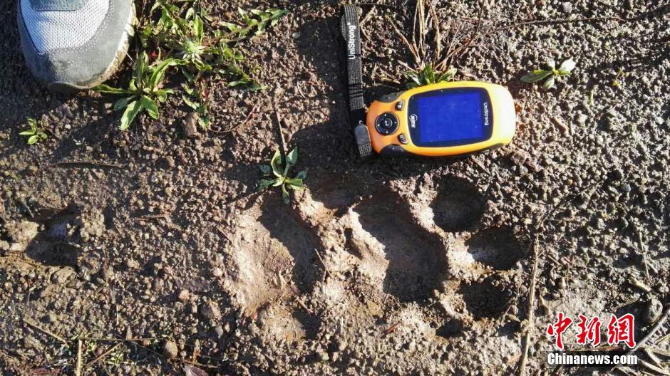 黑龍江老爺嶺保護區(qū)多次拍到野生東北虎、豹影像