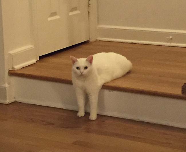 喵星人奇葩坐姿遭惡搞 網(wǎng)友腦洞大開 喵星人奇葩坐姿遭惡搞 網(wǎng)友腦洞大開