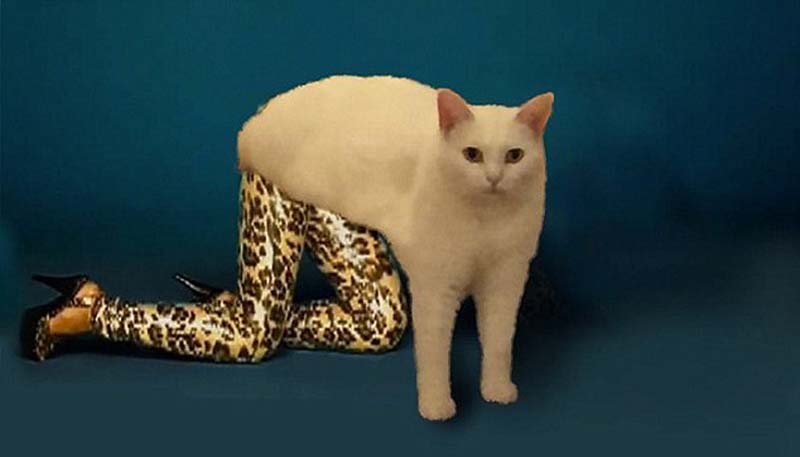 喵星人奇葩坐姿遭惡搞 網(wǎng)友腦洞大開 喵星人奇葩坐姿遭惡搞 網(wǎng)友腦洞大開