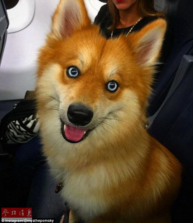 狐貍還是狗？藍(lán)眼睛萌寵走紅網(wǎng)絡(luò)