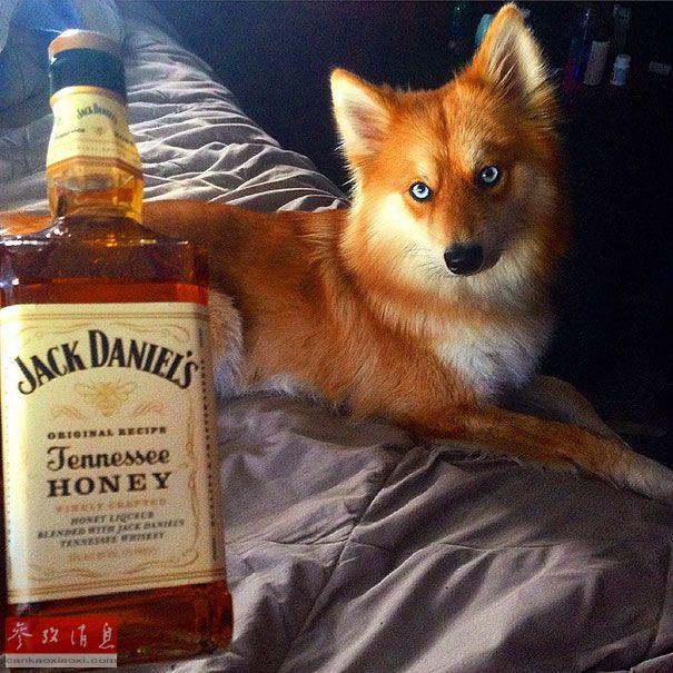 狐貍還是狗？藍(lán)眼睛萌寵走紅網(wǎng)絡(luò)