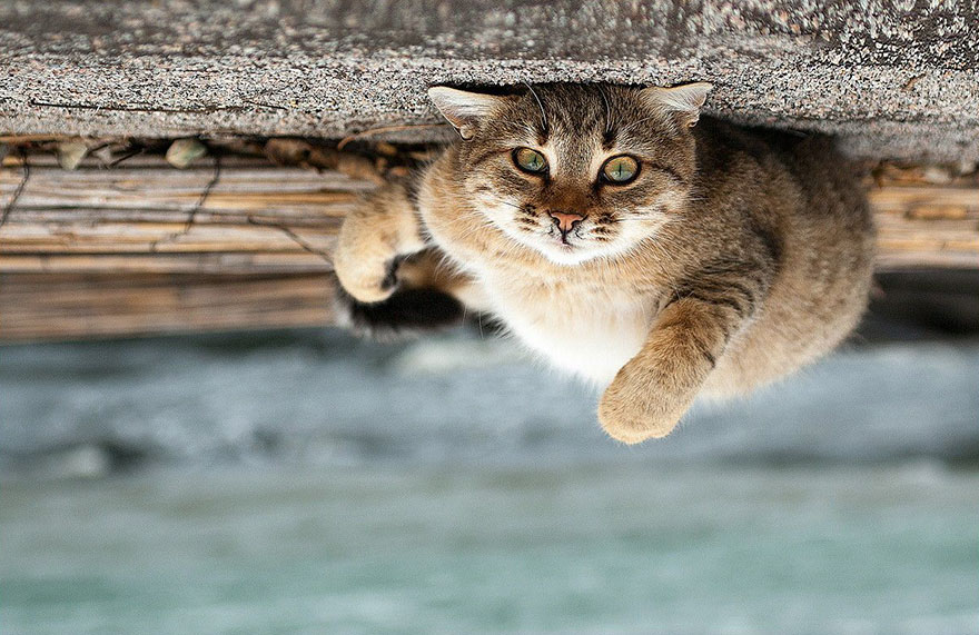 它們都是表情帝！一組不可思議的動(dòng)物肖像