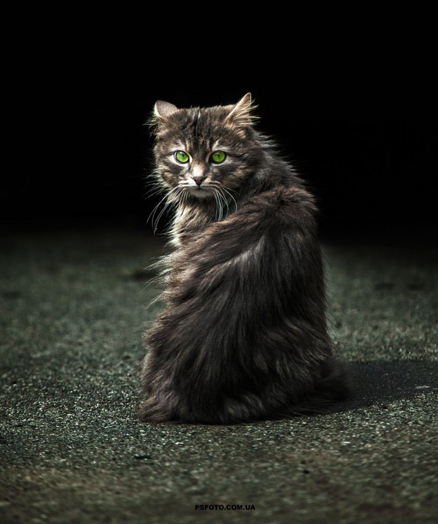 它們都是表情帝！一組不可思議的動(dòng)物肖像