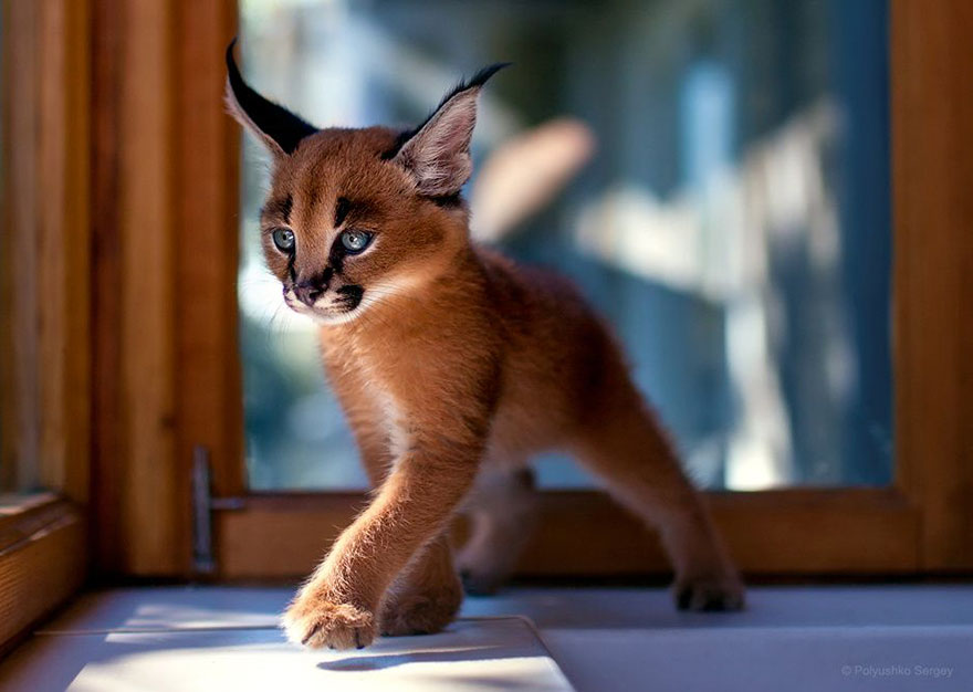 它們都是表情帝！一組不可思議的動(dòng)物肖像