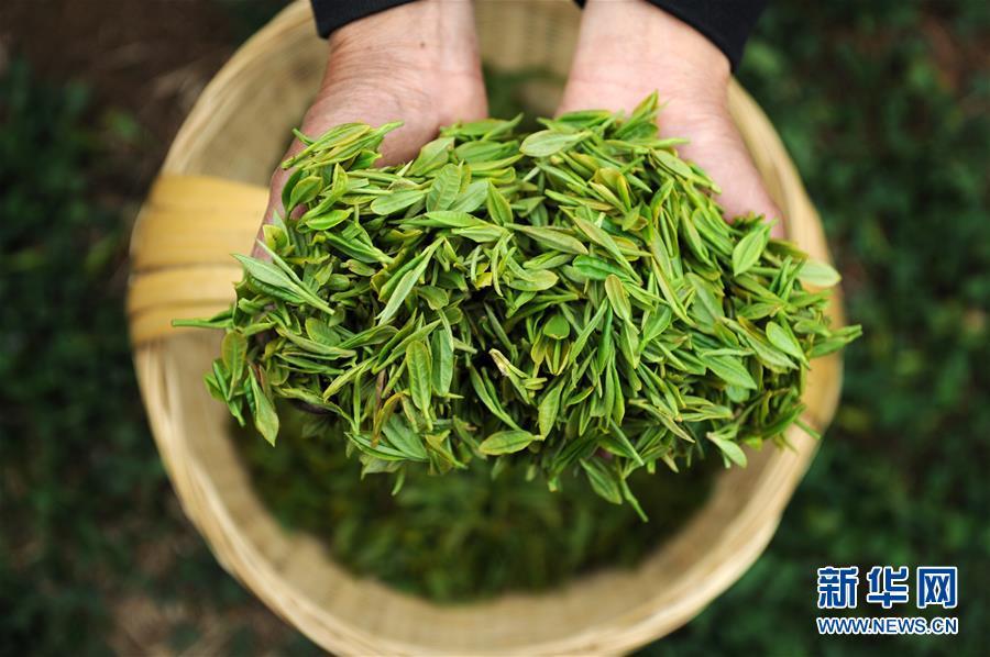 (社會(huì))(4)黔中春茶開采 (社會(huì))(4)黔中春茶開采