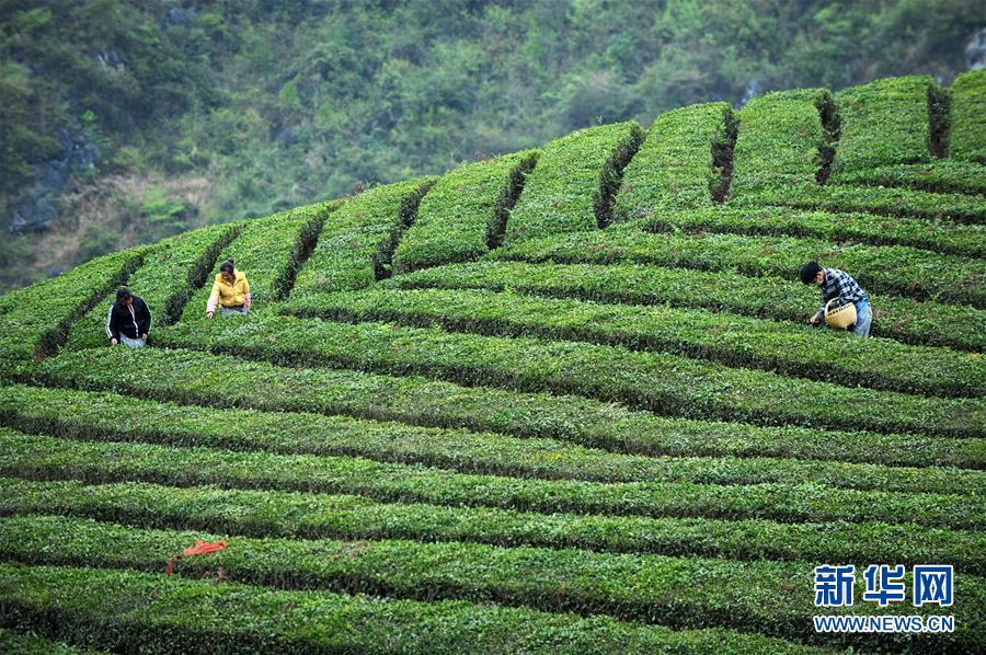 (社會(huì))(6)黔中春茶開采 (社會(huì))(6)黔中春茶開采