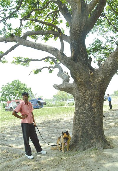 兩名少女在這棵樹上被吊死。