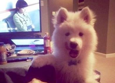 已經(jīng)被他人領(lǐng)養(yǎng)的Bosco。（加拿大《世界日?qǐng)?bào)》援引CBC）