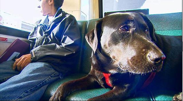 伊柯麗斯(Eclipse)搭乘公車。