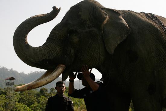 圖為大象巡邏隊(duì)里的大象。來(lái)源：法新社。