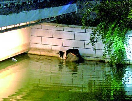 男子水中托舉墜河愛犬兩小時(shí) 消防員:狗會游泳