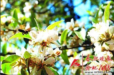 261歲古樹棠梨“搬家” 業(yè)內(nèi)人士表示擔憂(圖) 261歲古樹棠梨“搬家” 業(yè)內(nèi)人士表示擔憂(圖)