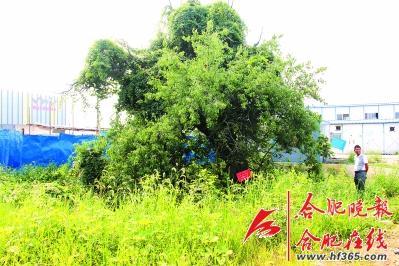 261歲古樹棠梨“搬家” 業(yè)內(nèi)人士表示擔憂(圖) 261歲古樹棠梨“搬家” 業(yè)內(nèi)人士表示擔憂(圖)