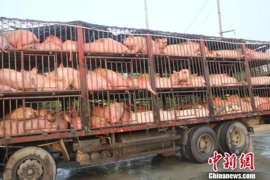 運豬車追尾拋錨 生豬熱得吐白沫 運豬車追尾拋錨 生豬熱得吐白沫