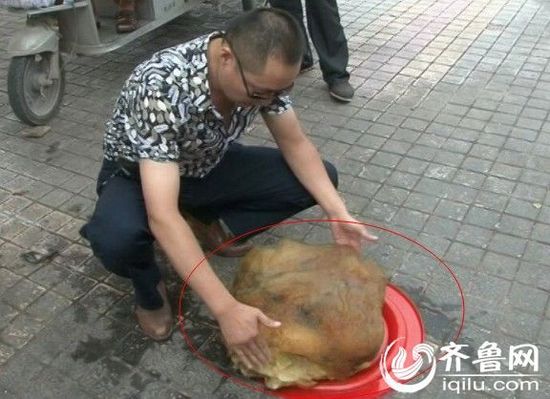 山東棗莊現四十一斤 山東棗莊現四十一斤