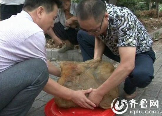 山東棗莊現四十一斤 山東棗莊現四十一斤