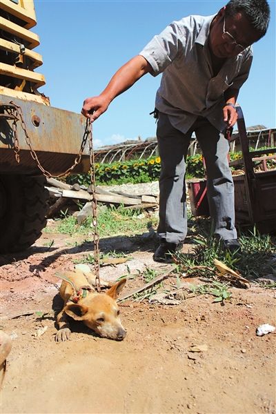 西夏區(qū)農(nóng)牧局工作人員在仔細觀察該動物。