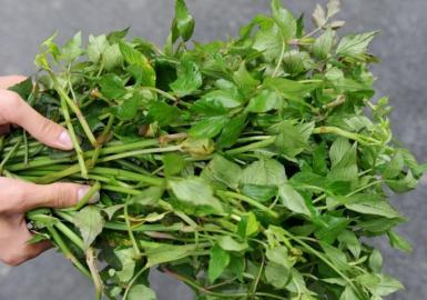 四川多個景區(qū)農家樂賣不明野菜 野芹毒芹分不清 四川多個景區(qū)農家樂賣不明野菜 野芹毒芹分不清