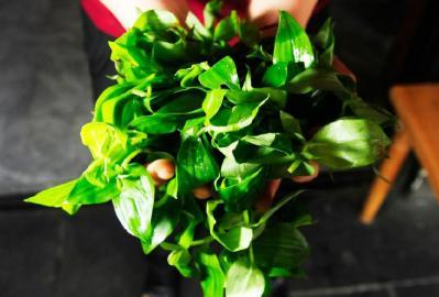 四川多個景區(qū)農家樂賣不明野菜 野芹毒芹分不清 四川多個景區(qū)農家樂賣不明野菜 野芹毒芹分不清