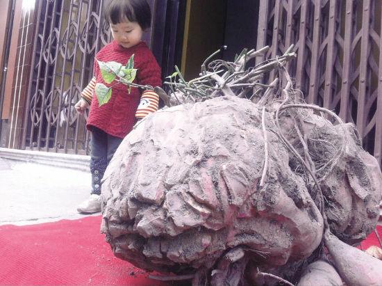 浙江一男子挖出106斤“超級(jí)番薯”(圖) 浙江一男子挖出106斤“超級(jí)番薯”(圖)