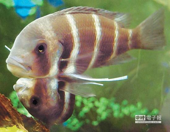 這對連體魚上面的哥哥體型較大，約是下面弟弟的2倍