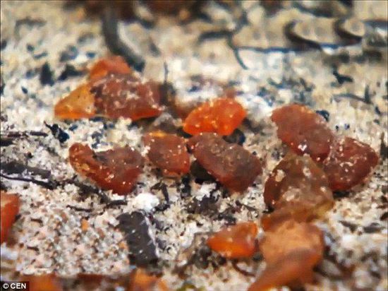 波羅的海的一場暴風(fēng)雨將琥珀卷到了岸上，這里包攬了全球90%的琥珀產(chǎn)量。