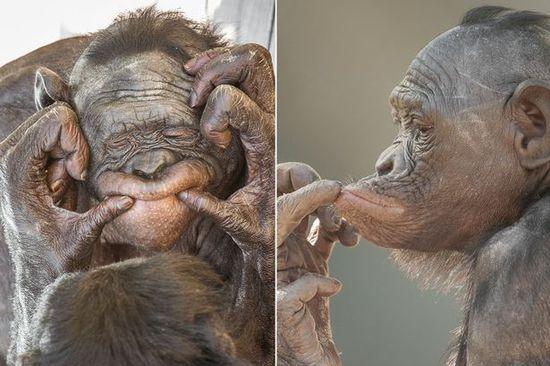 黑猩猩擺各種姿勢拍照。