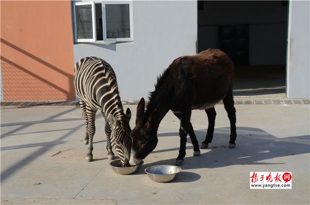 圖斑馬和驢子在一起共同進(jìn)食。