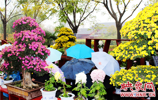 天好、花美 中國開封第32屆菊花文化節(jié)延長一周