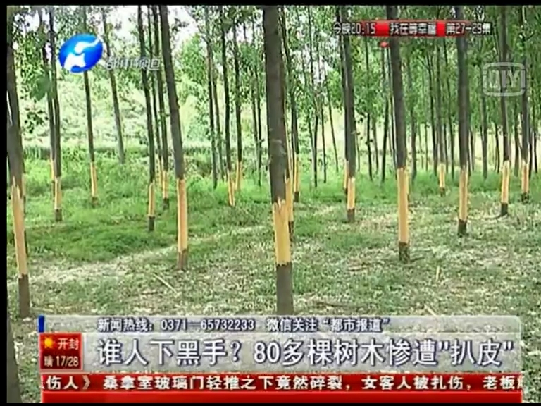 80多棵樹被“扒皮” 誰(shuí)痛下黑手？