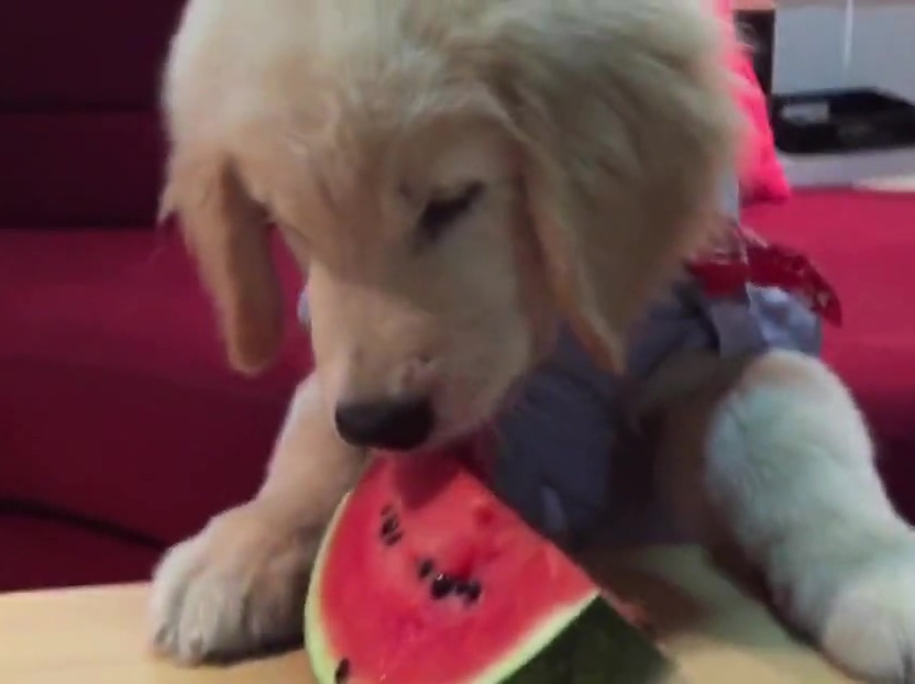 超萌金毛啃西瓜！夏天來(lái)了汪星人也要消暑??！