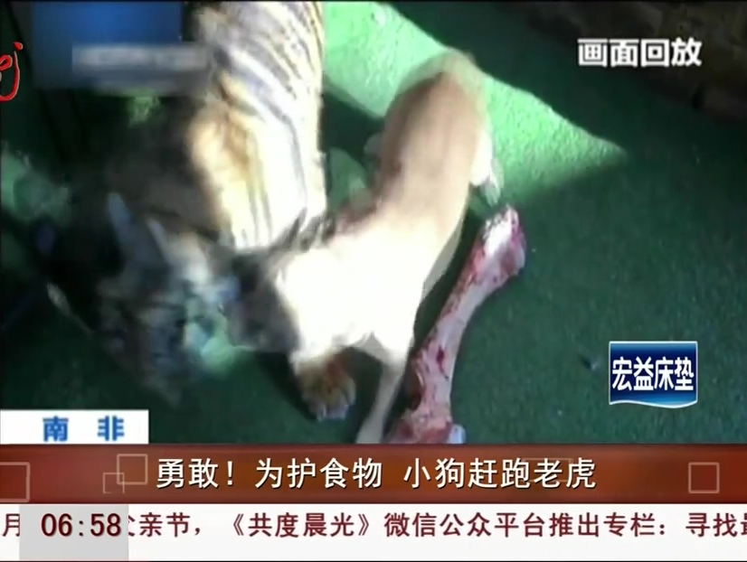 勇敢！為護(hù)食物 小狗趕跑老虎