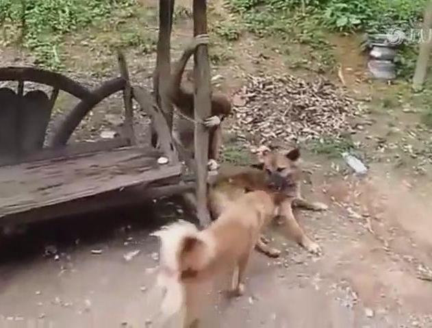 超賤猴子調戲狗 笑噴了