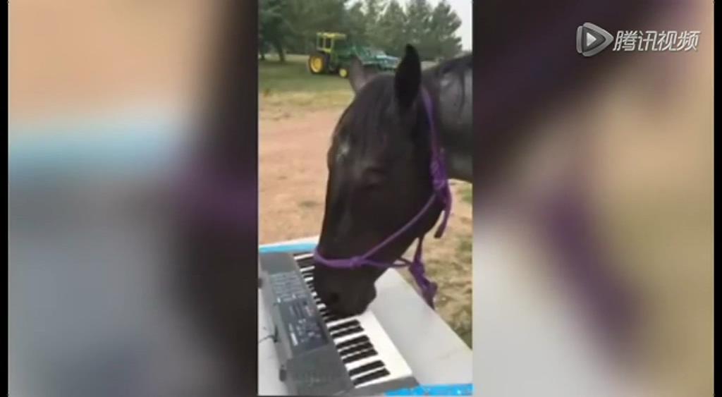 這只逆天的馬會彈琴！