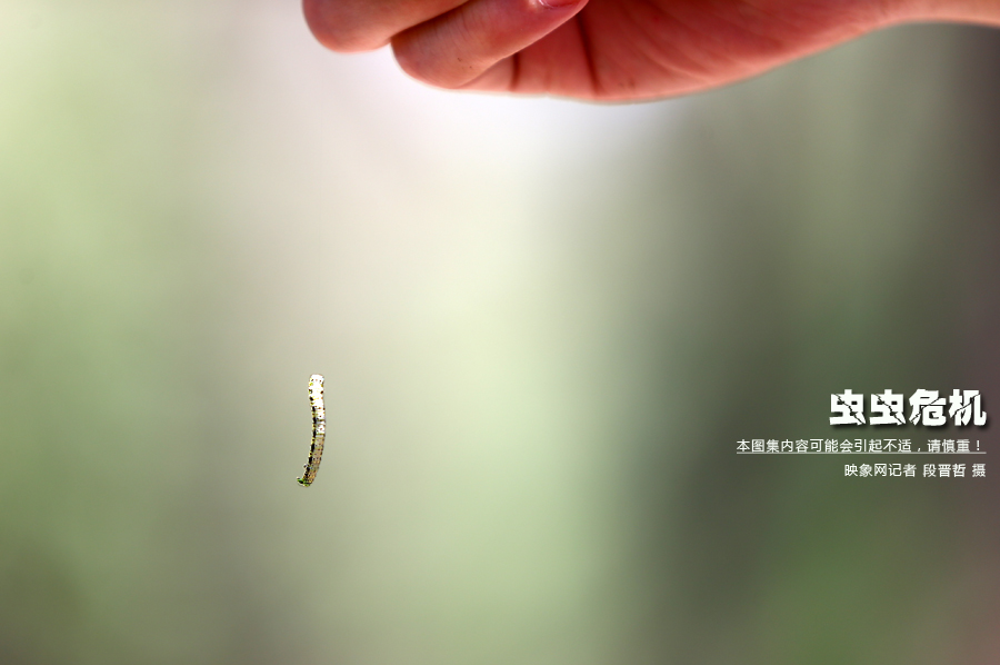 當小蟲子從樹上垂絲而下懸在半空中時，給路上的行人帶來諸多不便